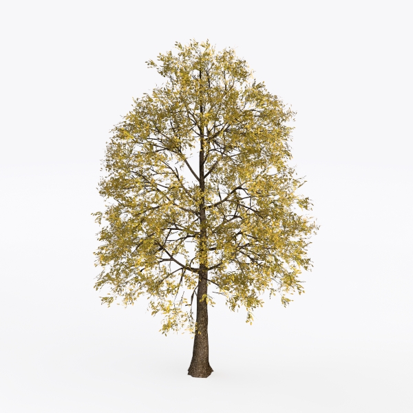 maple tree-Landscape Greenery