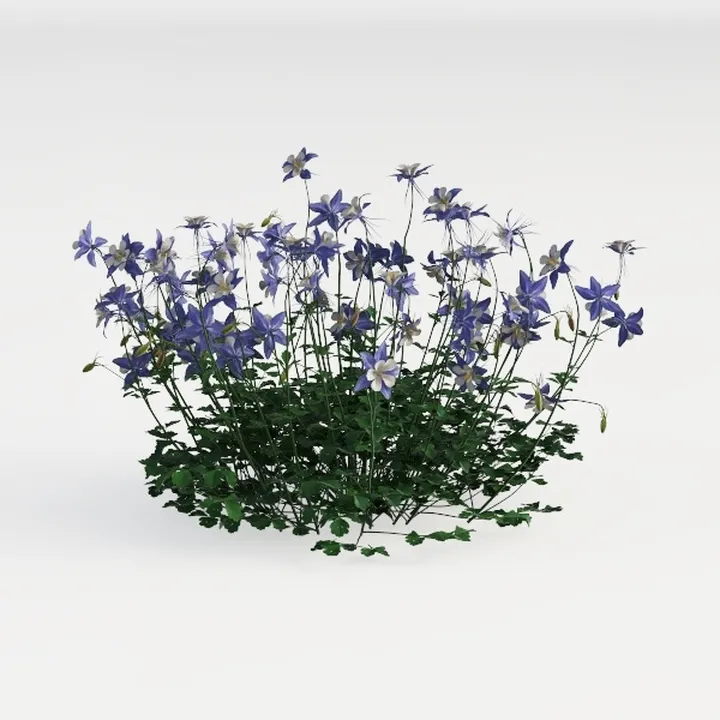 Realistic Blue Columbine Flower Bush 3D Model
