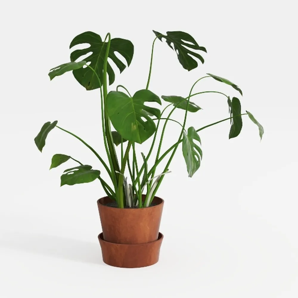 Costa Farms Ficus Tineke Live Plant, Easy to Grow 