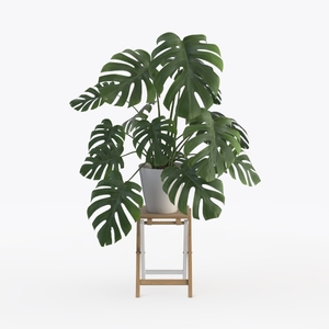 Swiss cheese plant-Mid-Century Modern