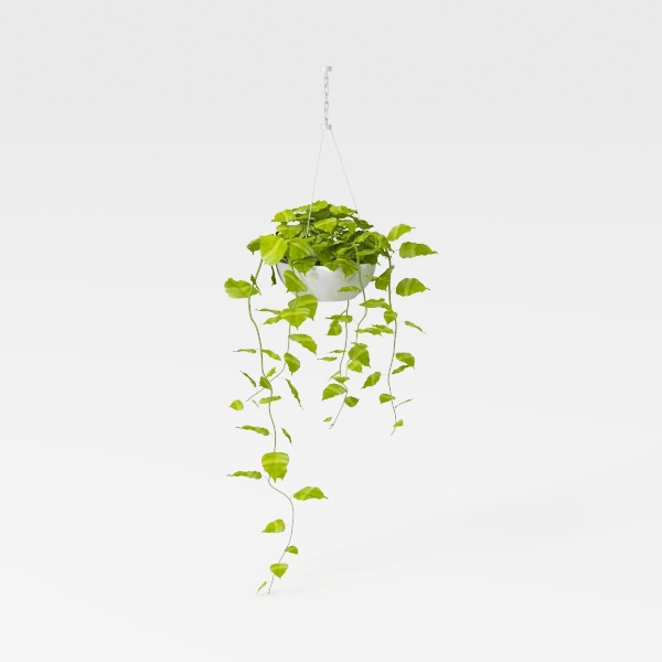 chlorophytum-Botanical Home