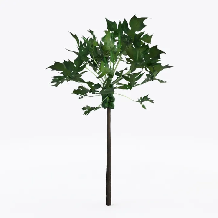 Plant 8 - tree