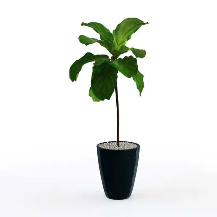 Minimalist Fiddle Leaf Fig Potted Plant Indoor Decor 3D Model