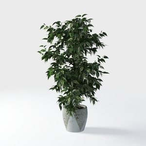 Minimalist Concrete Potted Ficus Indoor Plant 3D Model