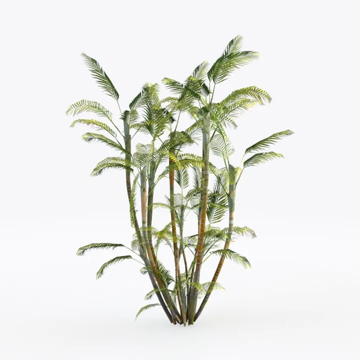 Plant 12 - trees