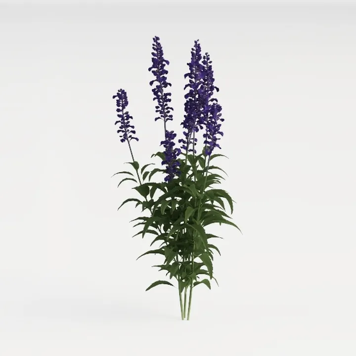Realistic Purple Salvia Flower Plant 3D Model