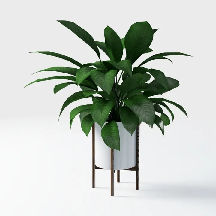 Costa Farms Kimberly Queen Fern, Live Indoor Plant