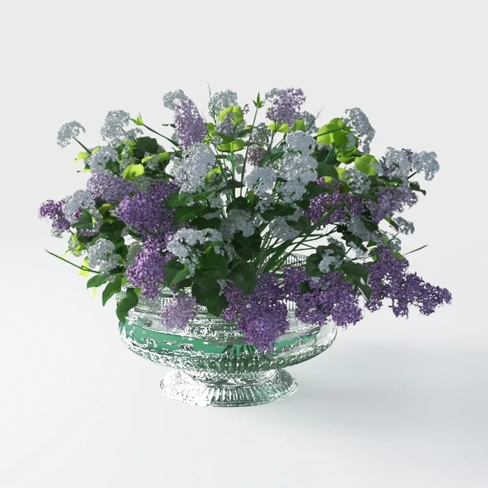 BubbleBlooms White Hypoestes Phyllostachya in a