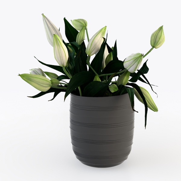 Golden Pothos Plant Live House Plant Live Plants, 