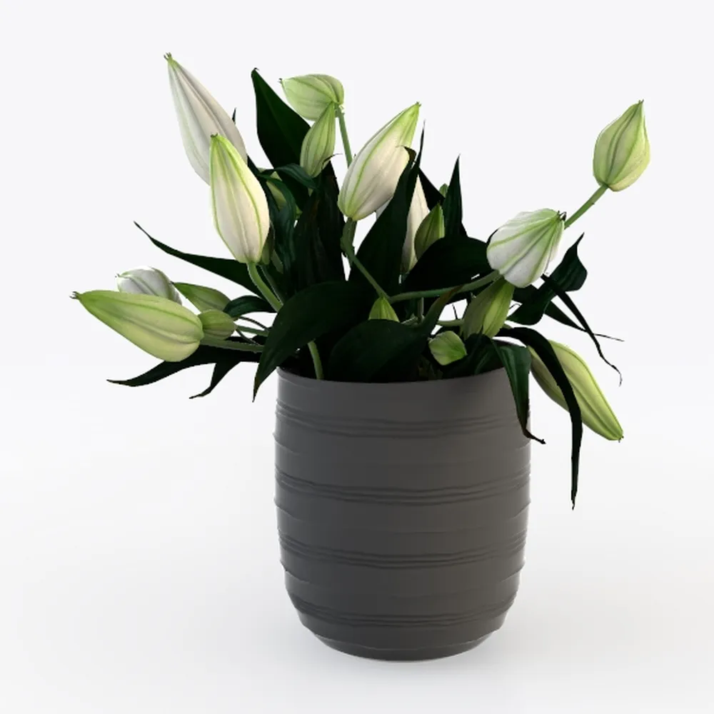 Golden Pothos Plant Live House Plant Live Plants, 