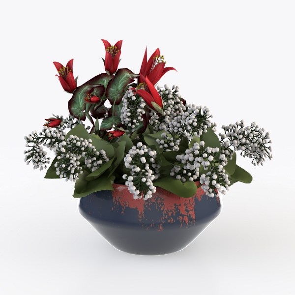 Wandering Dude Assortment, Tradescantia Variety
