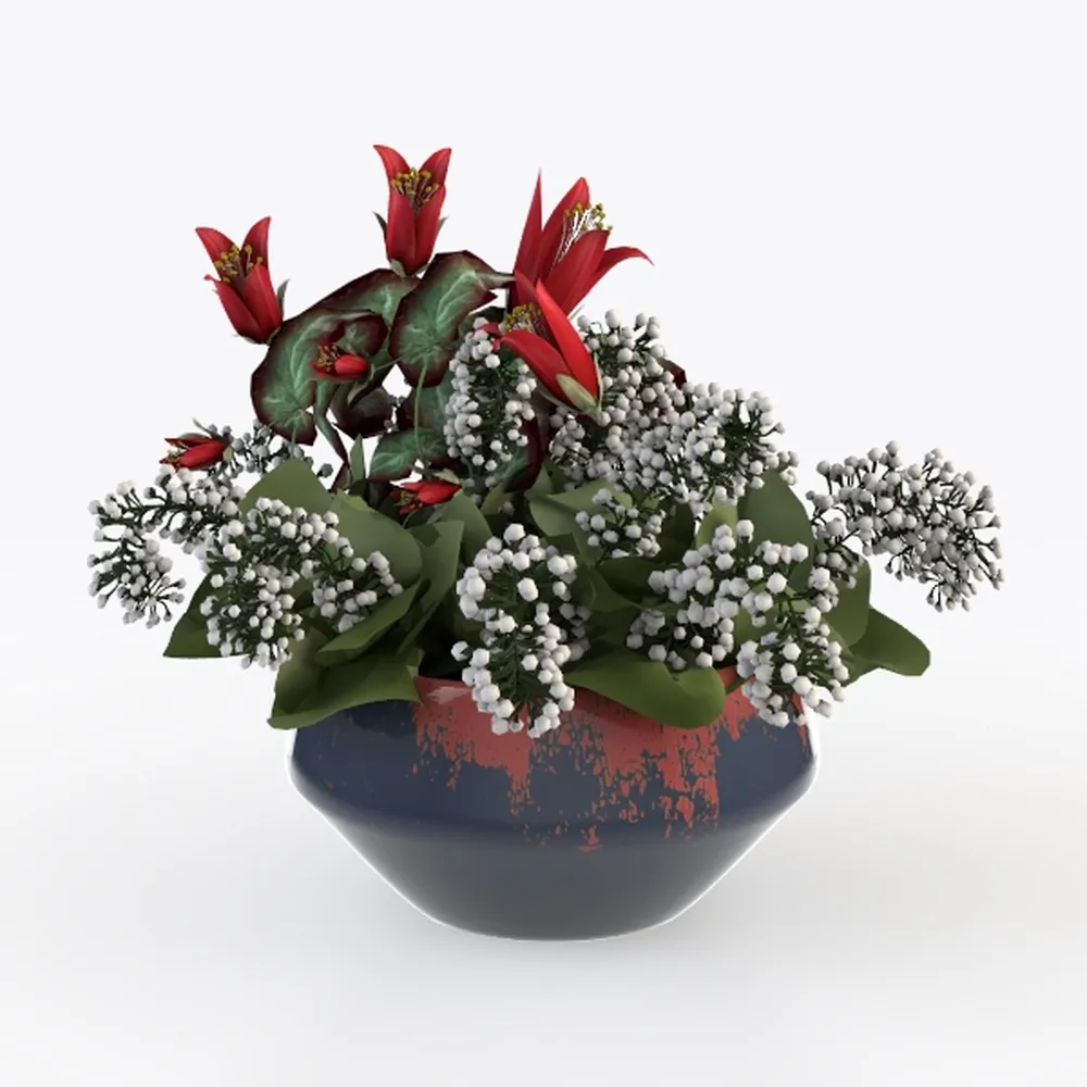 Wandering Dude Assortment, Tradescantia Variety