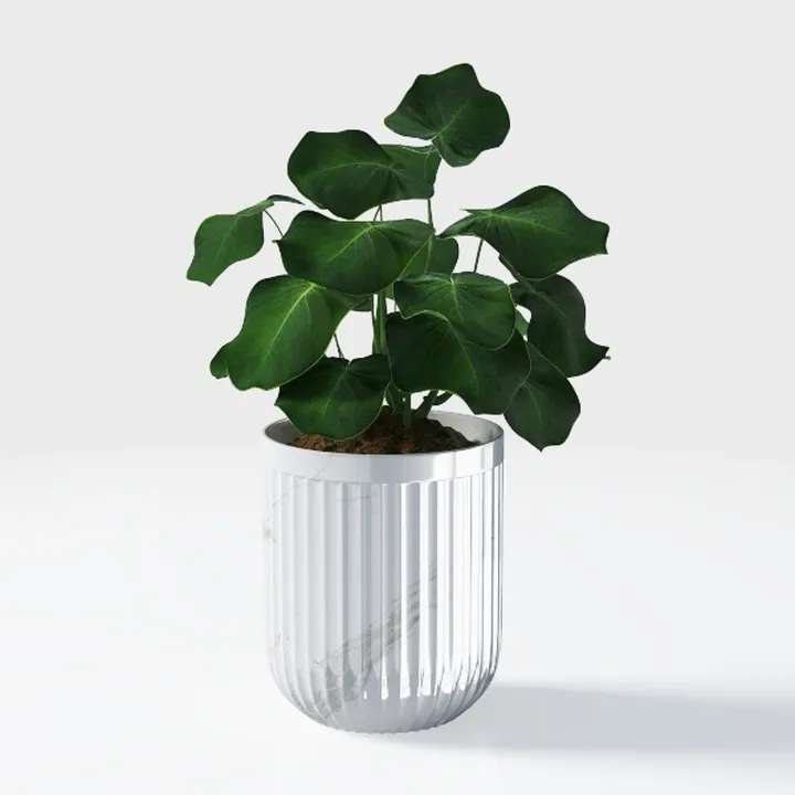 Costa Farms Albo Pothos Live Plant | Easy to Grow 