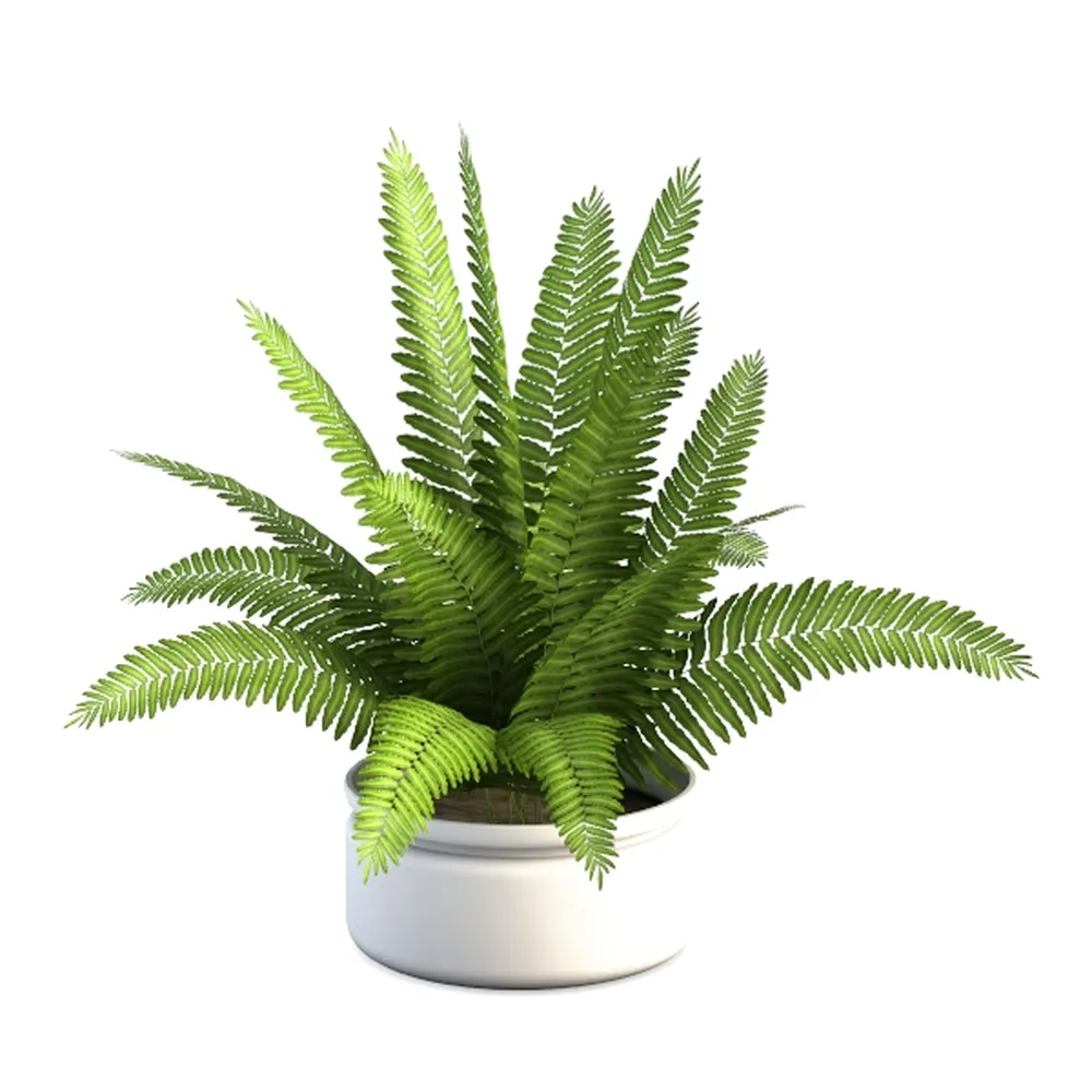 Costa Farms Dracaena Golden Heart Live Indoor
