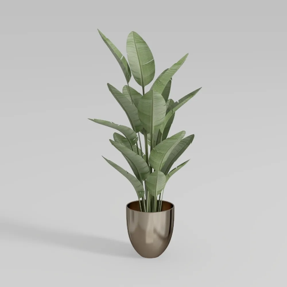 Essential Houseplant Collection (3PK) Live Plants 