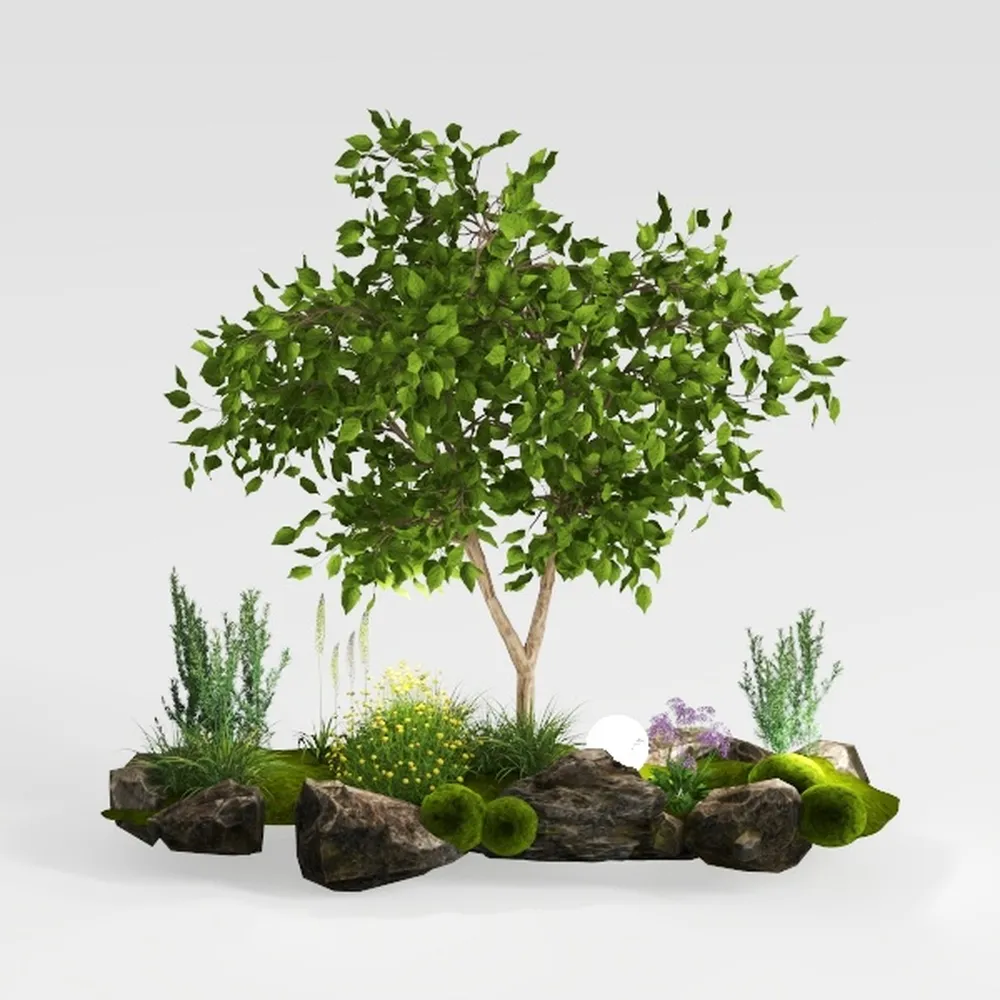 Costa Farms Ferns (2 Pack), Live Premium Boston 
