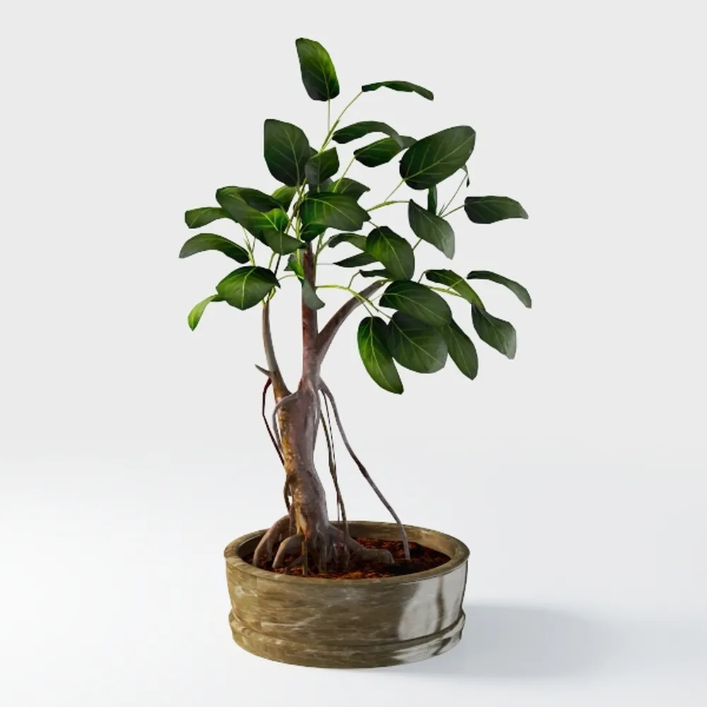 Costa Farms Raven ZZ Plant, Easy Care Indoor