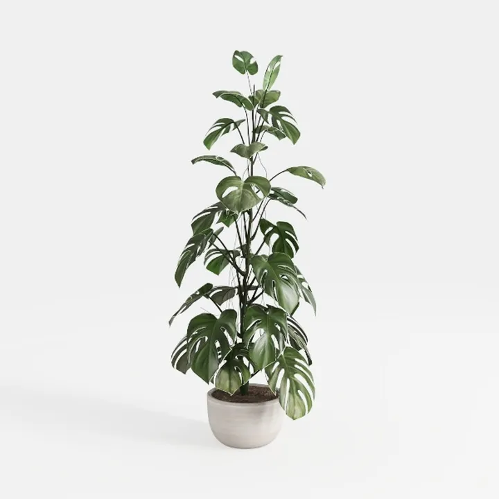 Aritificial Umbrella Schefflera Tree - 6Ft Tall