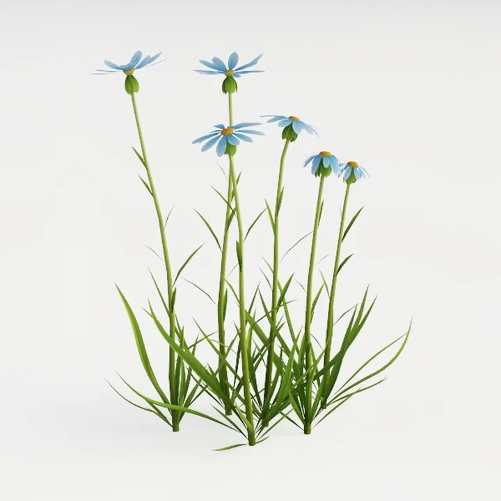 Oxeye Daisy