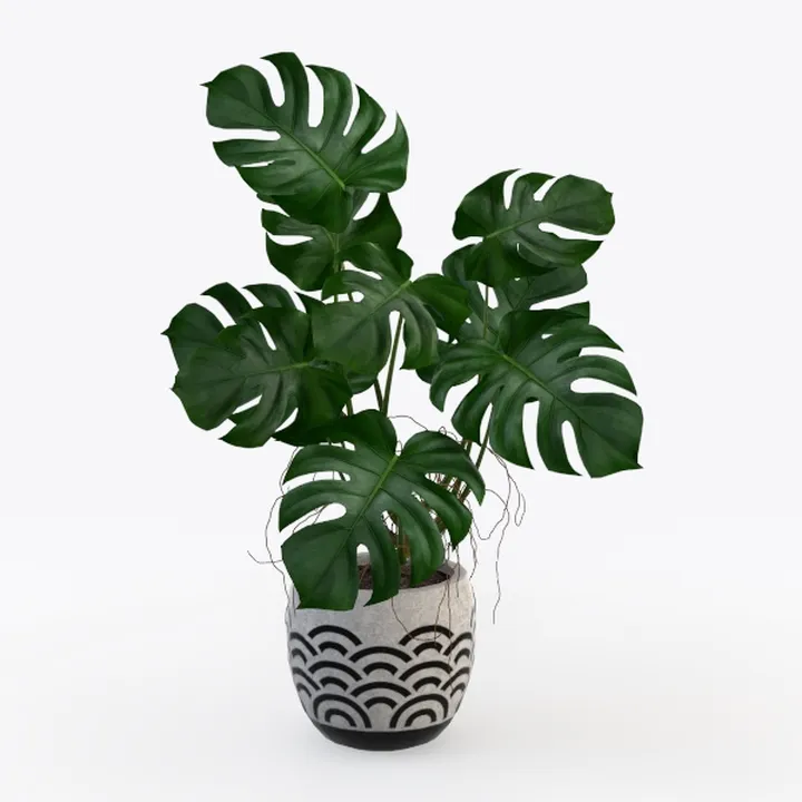 Minimalist Concrete Potted Monstera Deliciosa Indoor Plant 3D Model