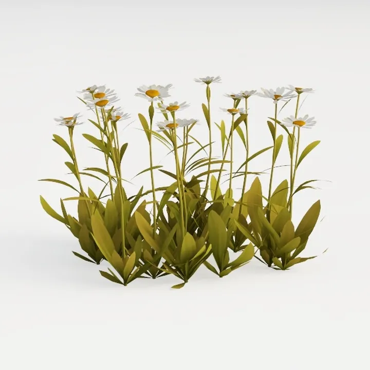 Oxeye Daisy