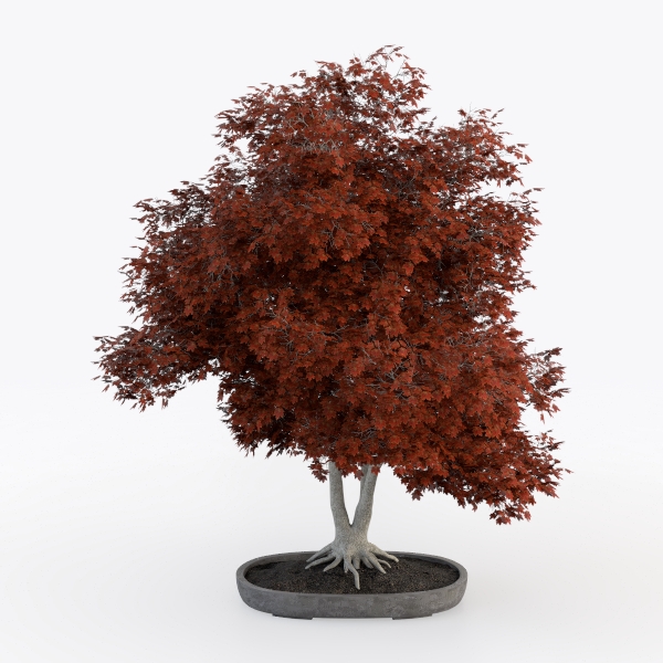 maple tree-Landscape Greenery