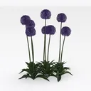 Purple Allium Flower Plant Decorative 3D Model Right 45 Degree View