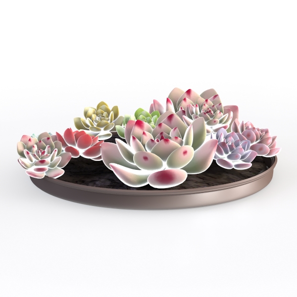 Succulent Terrarium II