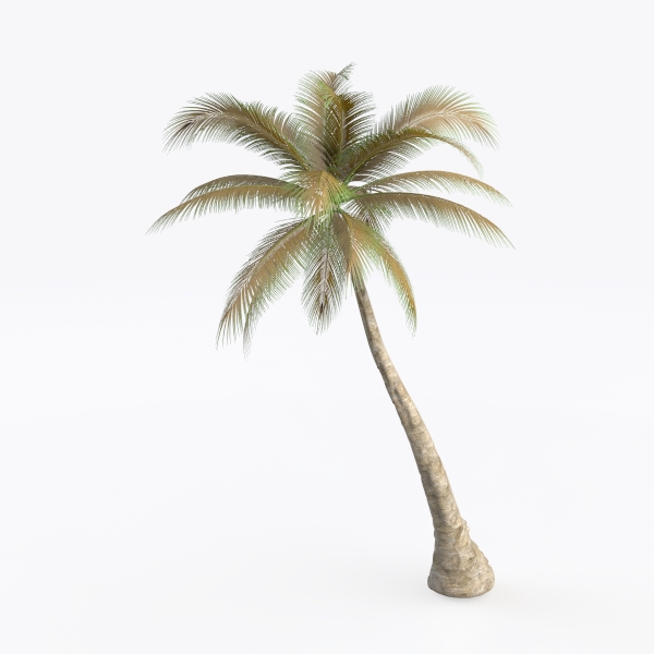 coco tree-Landscape Greenery