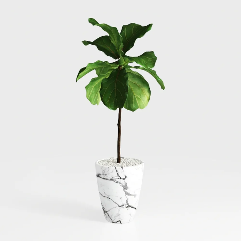 5 ft Fig Tree in Black Plastic Pot with Real-Wood