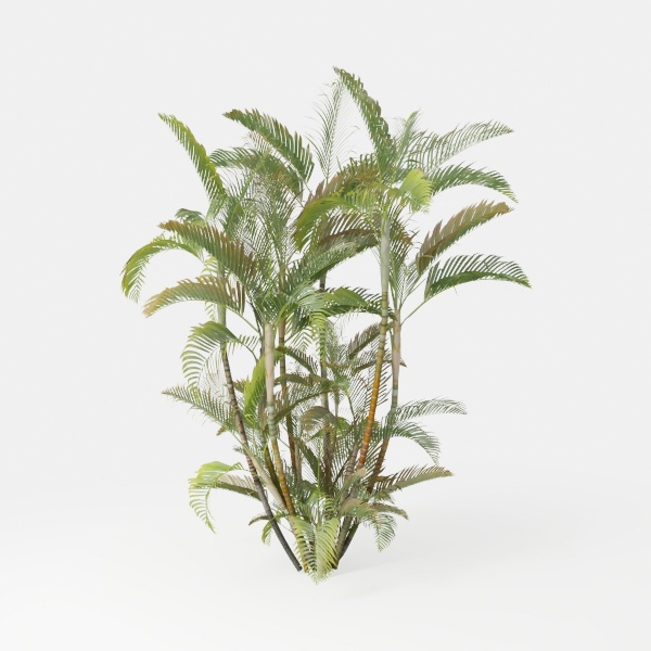 Plant / Tree - No pot