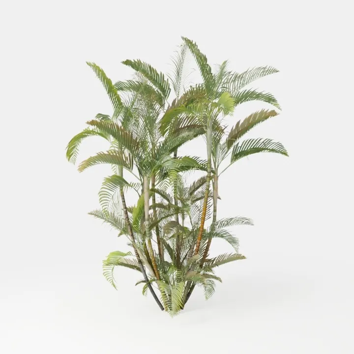 Realistic Tropical Palm Plant Indoor Outdoor Decor 3D Model