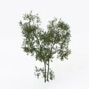 Realistic Green Small Leaf Tree 3D Model Left 45 Degree View