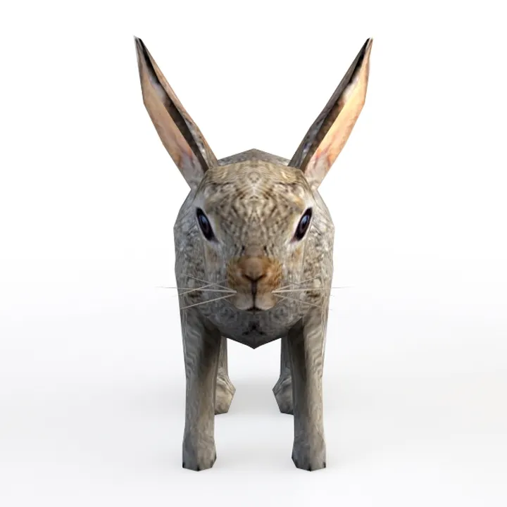 rabbit