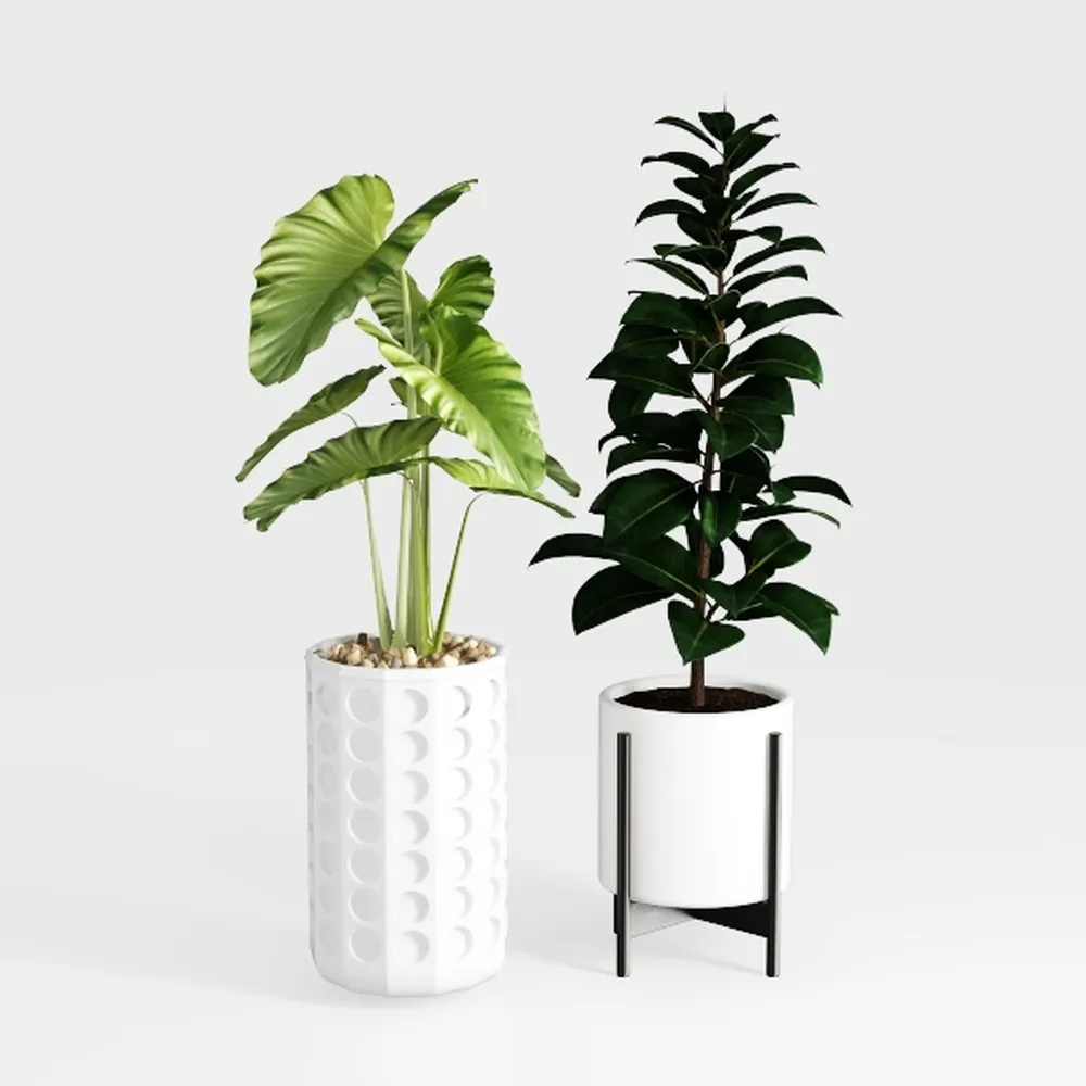 Costa Farms Live Plants (Pack of 2), Easy to Grow