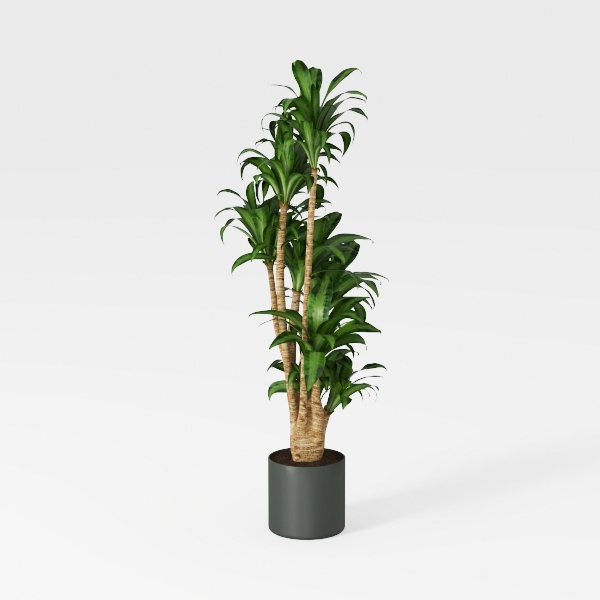 Artificial Tree 6ft Faux Agave Plant with 3 Heads 