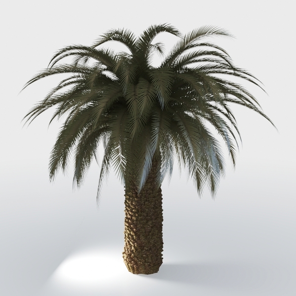 ironwood tree-Landscape Greenery