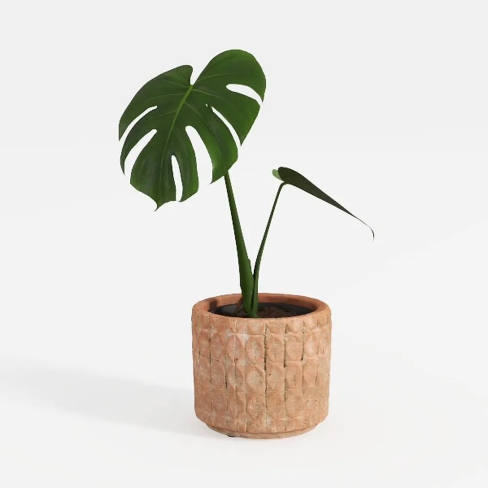 Costa Farms Live Pothos Plant, Easy Grow Vining
