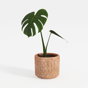 Costa Farms Live Pothos Plant, Easy Grow Vining
