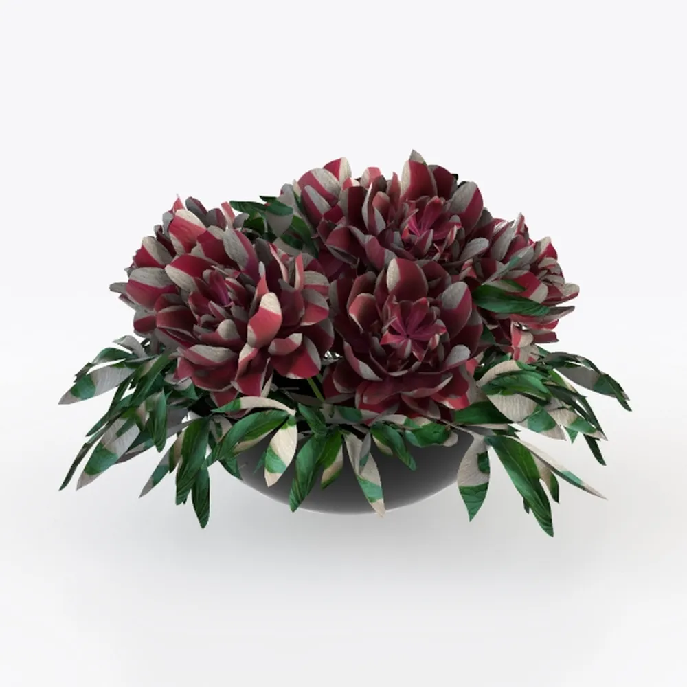 String of Pearls (4-inch), Succulents Plants Live,