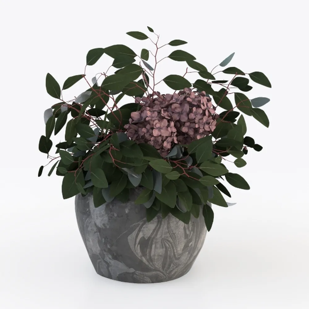 2 Dwaft Ixora Plants Live, Flowers Plants, Live