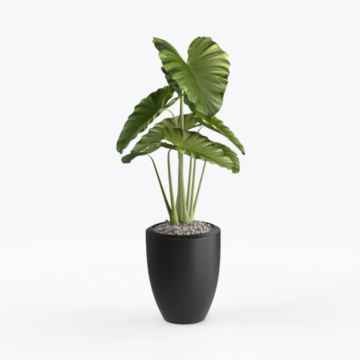 Minimalist Black Potted Alocasia Indoor Plant 3D Model
