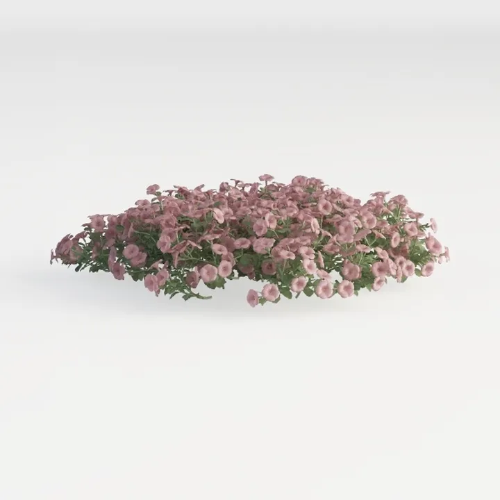 Pink Flowering Ground Cover Shrub 3D Model