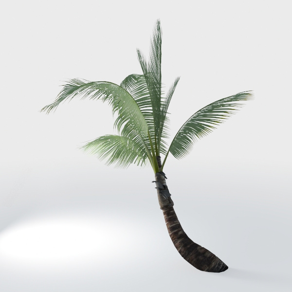 Coconut Tree - Outdoor Plant