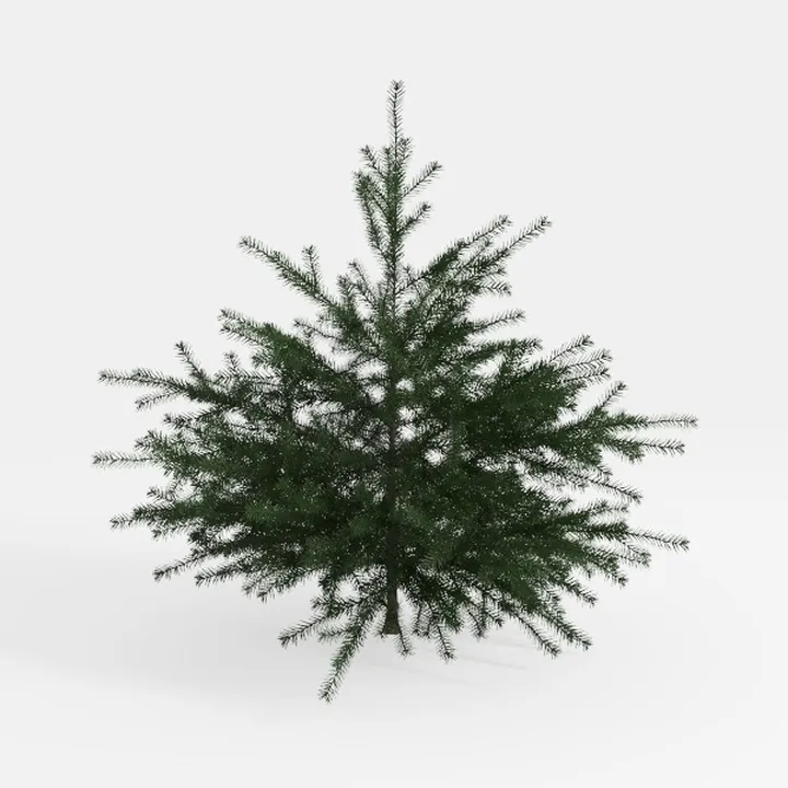 Realistic Small Evergreen Pine Tree 3D Model