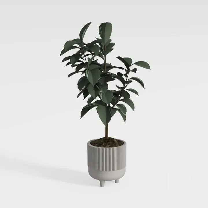Minimalist Concrete Potted Ficus Indoor Plant 3D Model