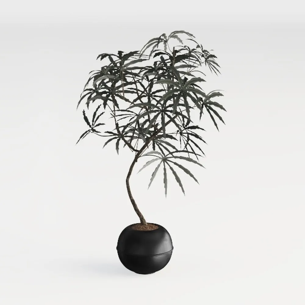 Rustic Ceramic Flower Vase with Handles, Black