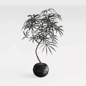 Rustic Ceramic Flower Vase with Handles, Black