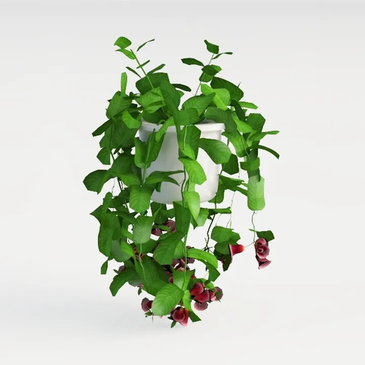 plant-Open Patio
