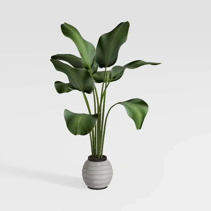 Minimalist Potted Tropical Floor Plant 3D Model
